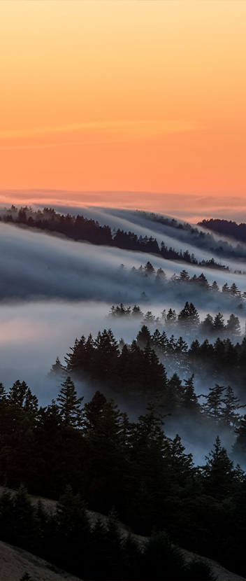 Golden Marin hills with fog